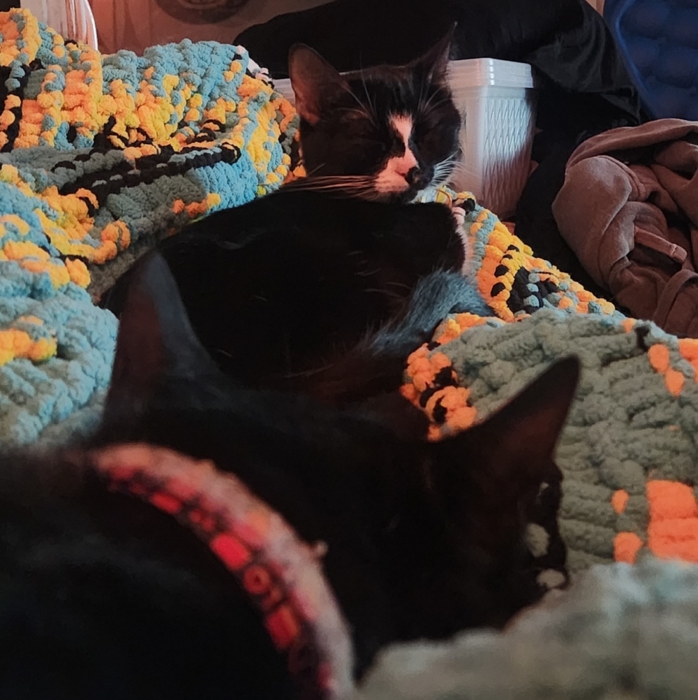 Meet your Posher, Clove